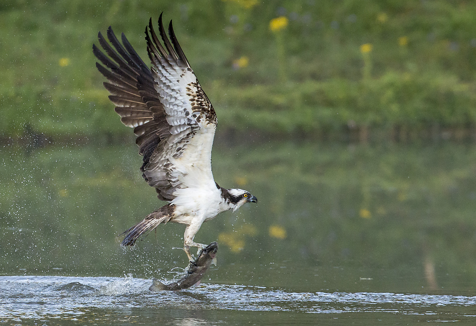 Osprey Gallery 2