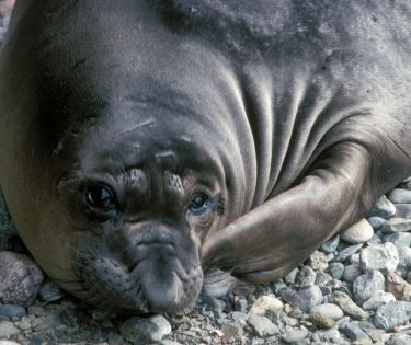 Sam the Seal