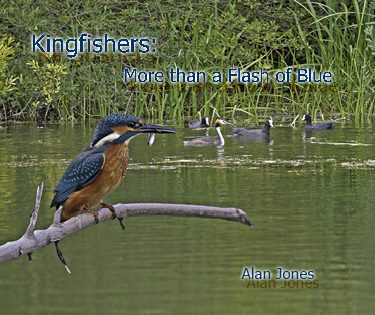 re1 Kingfisher-Alton repro cs6-cover blue 2 text 375